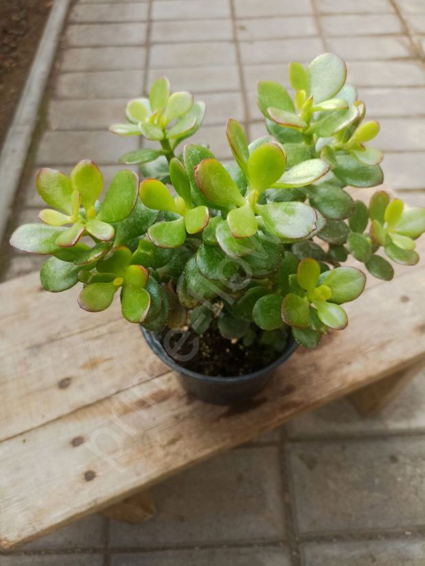Крассула Овата "Минор"