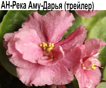 Ан-Река Аму-Дарья (Андреева)