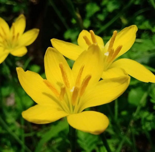 Zephyranthes Citrina - Зефирантес Цитрина