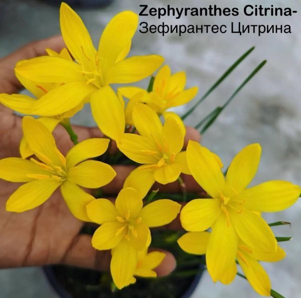 Zephyranthes Citrina - Зефирантес Цитрина