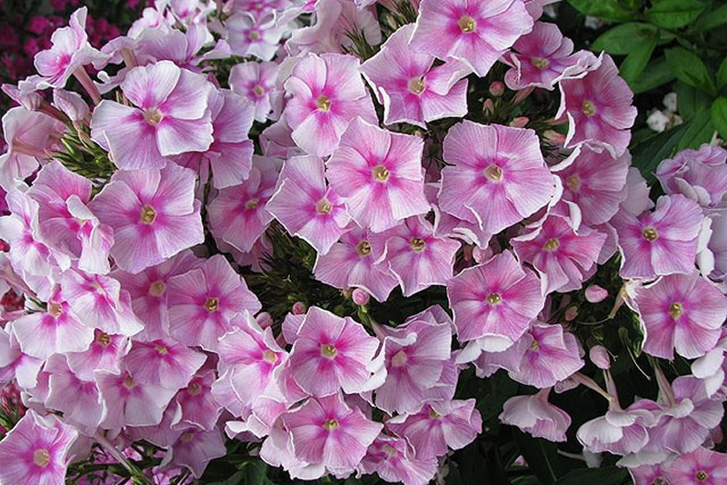 Флокс 'Вам и не снилось' / Phlox 'Vam i ne snilos'