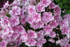Флокс 'Вам и не снилось' / Phlox 'Vam i ne snilos'