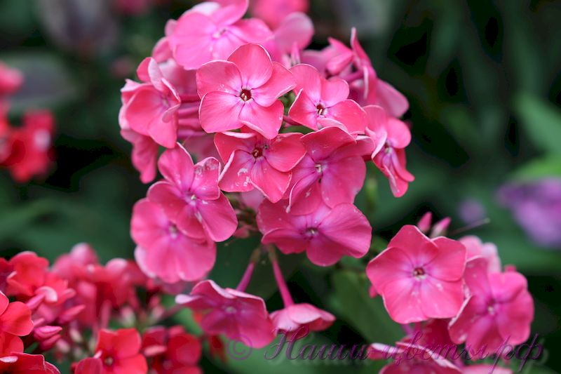 Флокс 'Гламис' / Phlox 'Glamis'