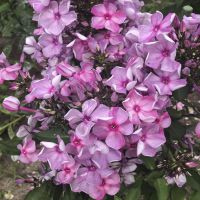 Флокс 'Северная Пальмира' / Phlox 'Severnaya Palmira'