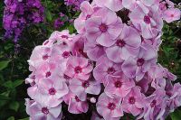 Флокс 'Северная Пальмира' / Phlox 'Severnaya Palmira'