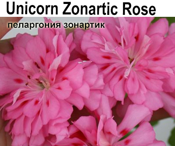 Пеларгония зонартик Unicorn Zonartic Rose