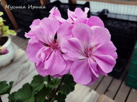 Ю_Анитра № 0315