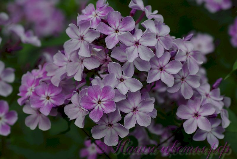 Флокс 'Колокольный перезвон' / Phlox 'Kolokol'nyj perezvon'