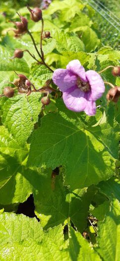 Малина душистая