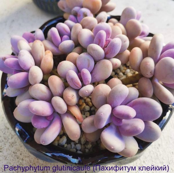 Pachyphytum glutinicaule (Пахифитум клейкий)