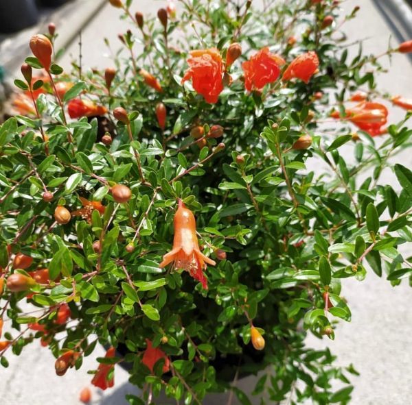 Гранат комнатный