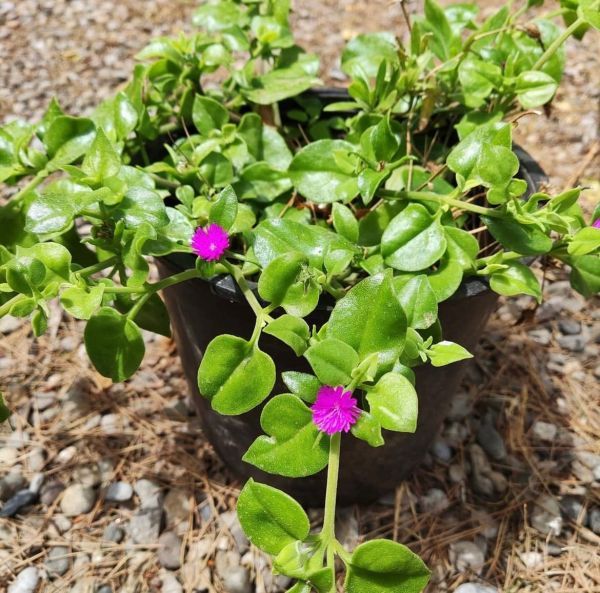 Aptenia (Аптения сиреневая)