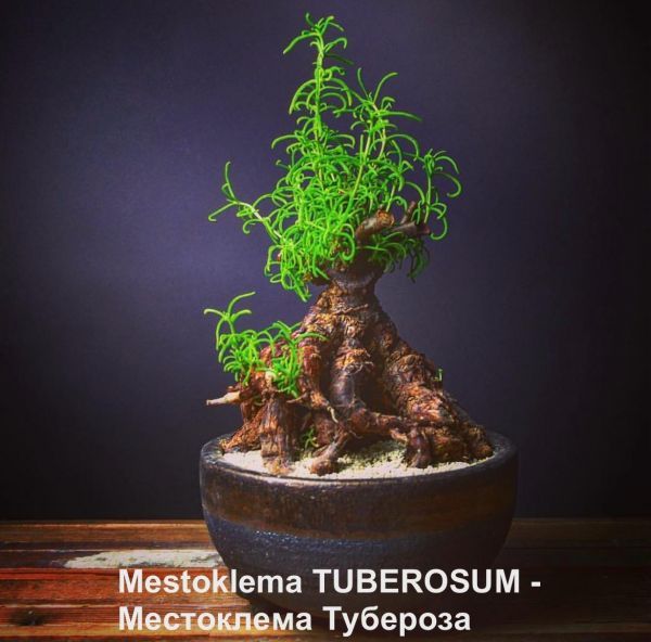 Mestoklema TUBEROSUM - Местоклема Тубероза