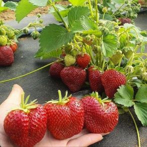 Клубника Москова поздняя