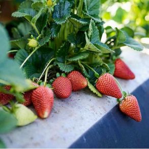 Клубника Валиант ремонтантная