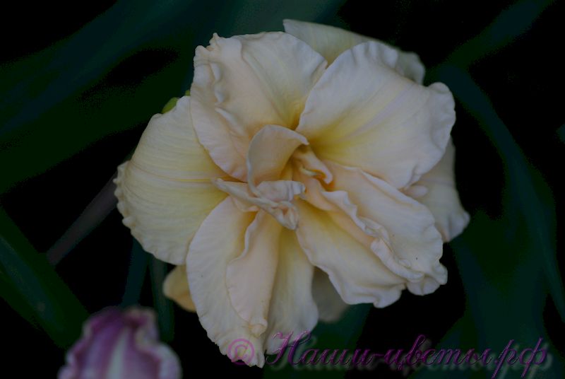 Лилейник 'Икебана Стар' / Hemerocallis 'Ikebana Star'