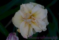 Лилейник 'Икебана Стар' / Hemerocallis 'Ikebana Star'