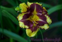 Лилейник 'Типпед Поинт' / Hemerocallis 'Tipped Point'