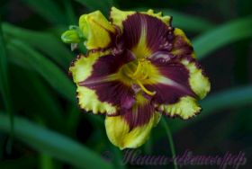 Лилейник 'Типпед Поинт' / Hemerocallis 'Tipped Point'