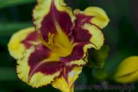 Лилейник 'Типпед Поинт' / Hemerocallis 'Tipped Point'