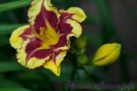 Лилейник 'Типпед Поинт' / Hemerocallis 'Tipped Point'