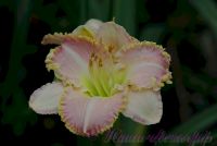 Лилейник 'Принцесса Диана' / Hemerocallis 'Princess Diana'
