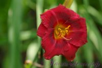 Лилейник 'Беррилишес' /  Hemerocallis 'Berrylicious'