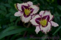 Лилейник 'Пепл Флейм' / Hemerocallis 'Purple Flame'