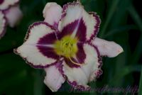 Лилейник 'Пепл Флейм' / Hemerocallis 'Purple Flame'