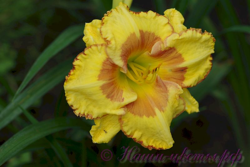 Лилейник 'Ирристейбл Шарм' / Hemerocallis 'Irristable Charm'