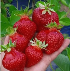 Клубника Александра ксд ранняя