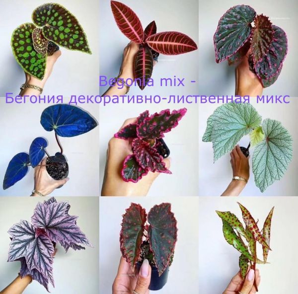 Begonia mix - Бегония декоративно-лиственная микс