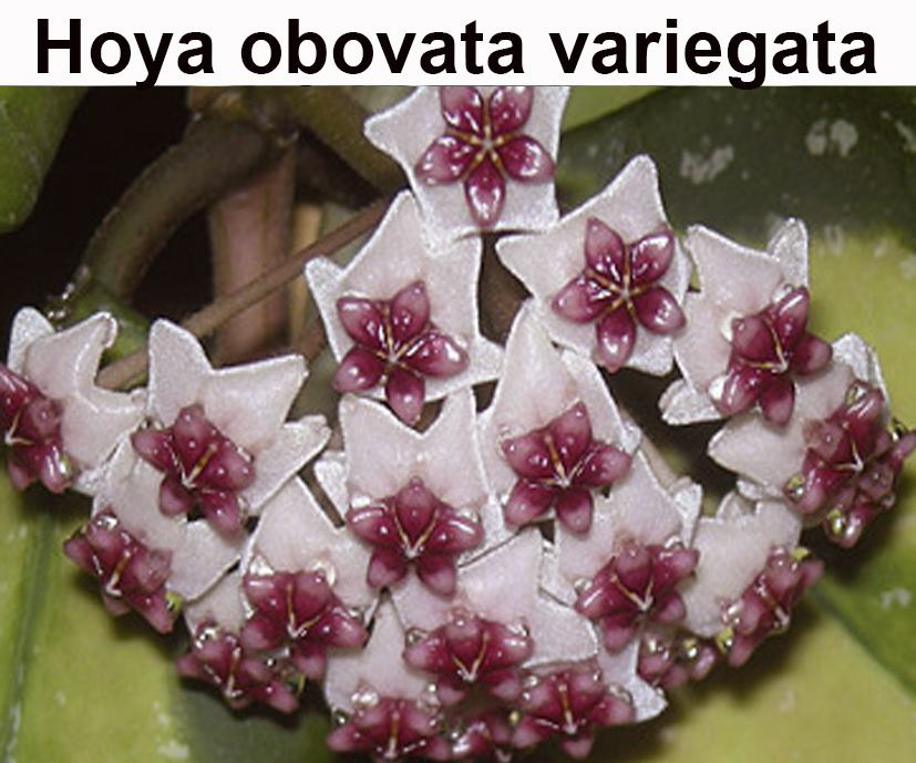 Хойя Obovata variegata