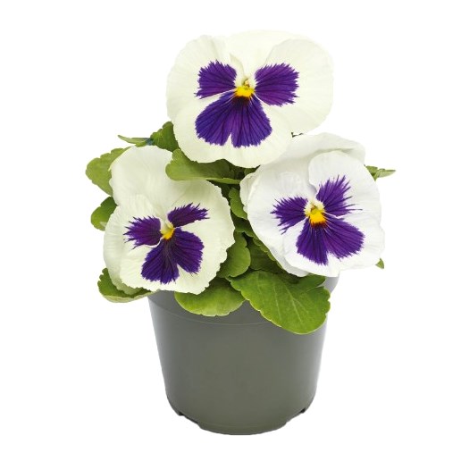 Виола Виттрока (Viola wittrockiana) Inspire DeluXXe White Blotch, 100 семян