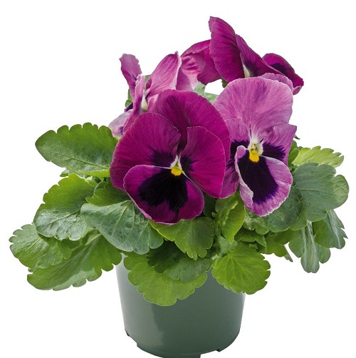 Виола Виттрока (Viola wittrockiana) Inspire DeluXXe Light Rose Blotch, 100 семян