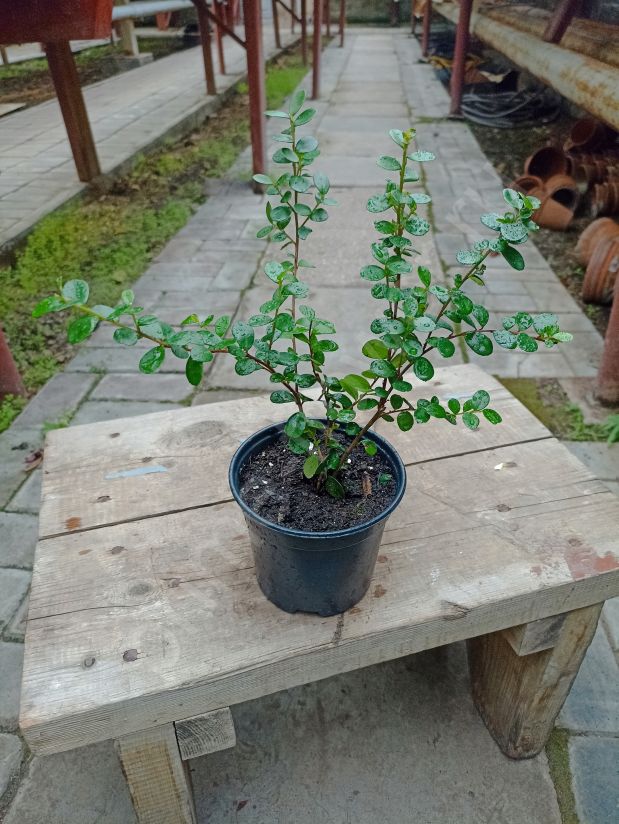 Мирсина африканская – Капский мирт