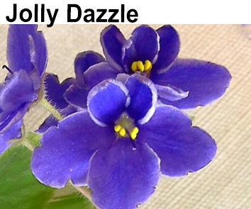 Jolly Dazzle