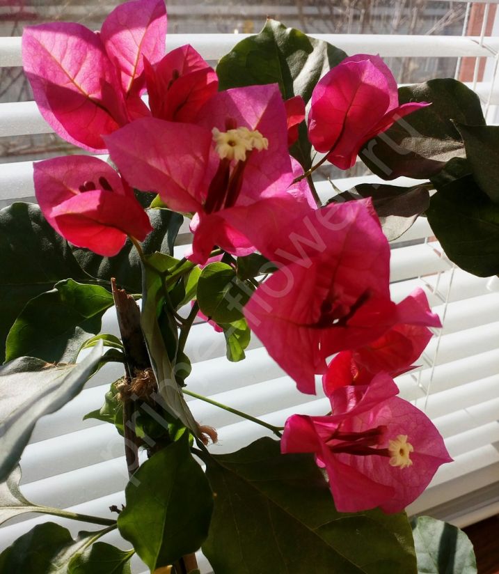 Бугенвиллия "Dunkel Rot" (пурпурно-фуксивый цвет)