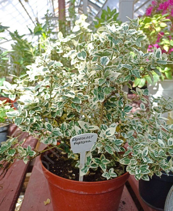 Бересклет Форчуна Эмеральд Гаити (EMERALD GAIETY)