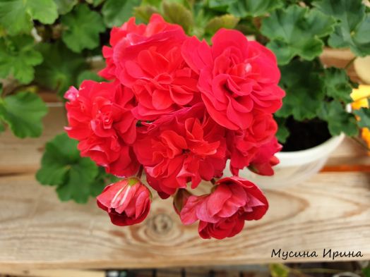 ЛиА Марцелина № 0359