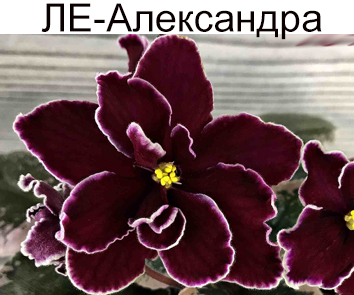 ЛЕ-Александра (Лебецкая) НОВИНКА