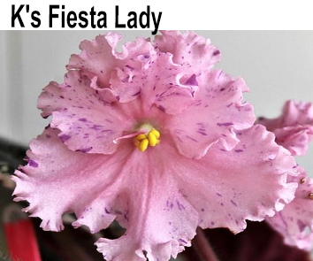 K`s Fiesta Lady