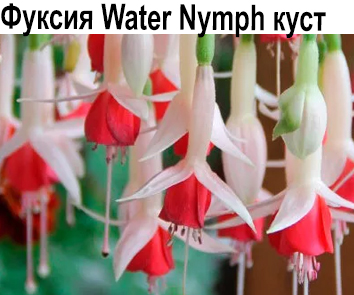 Water Nymph куст