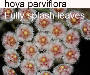 Хойя Parviflora