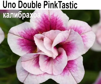 Uno Double Pink Tastic