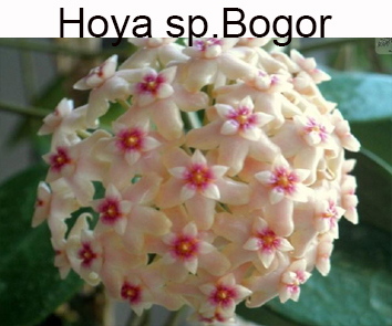 Хойя Bogor