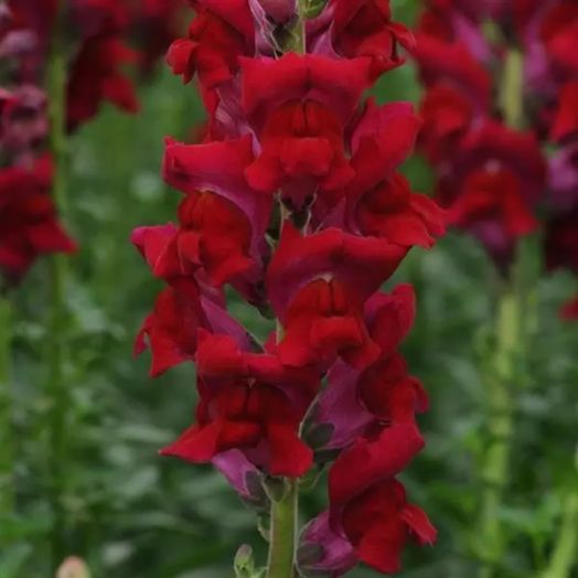 Львиный зев на срезку (Antirrhinum majus) Potomac Red, 100 семян