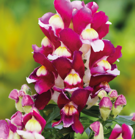 Львиный зев (Antirhinum majus F1) Snappy burgundy and white, 100 семян