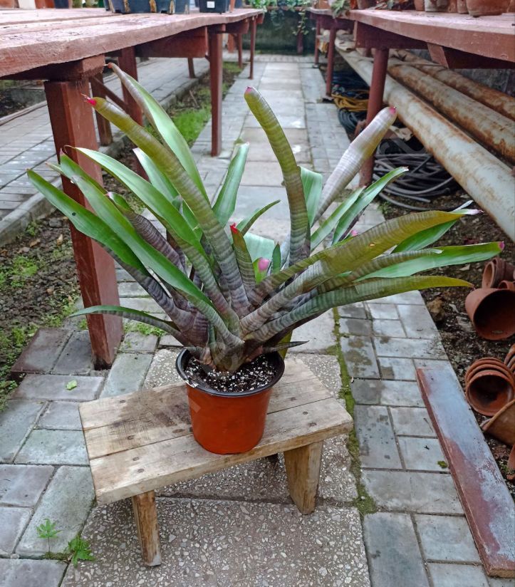 Неорегелия Спектабилис "Neoregelia spectabilis"