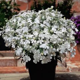 Лобелия еринус (Lobelia erinus) Riviera White, 100 мультидраже